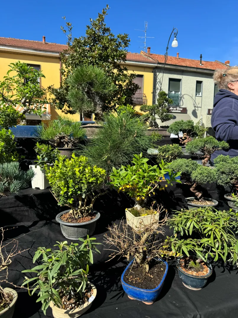 Bonsai