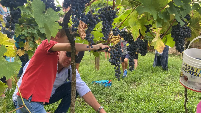 vendemmia